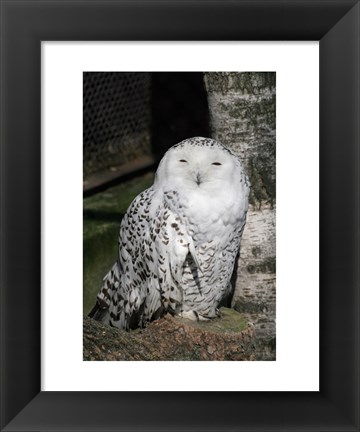 Framed Snow Owl Portrait Print