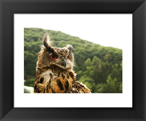 Framed Barn Owl Great Horned Owl Print