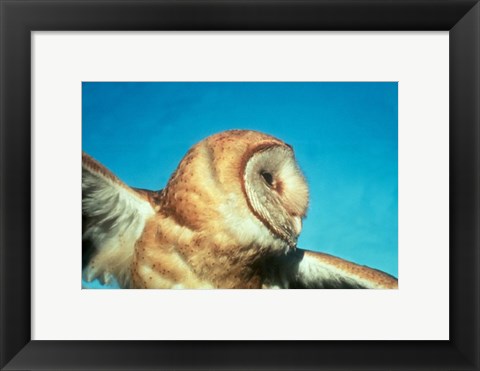 Framed Barn Owl In Flight Print