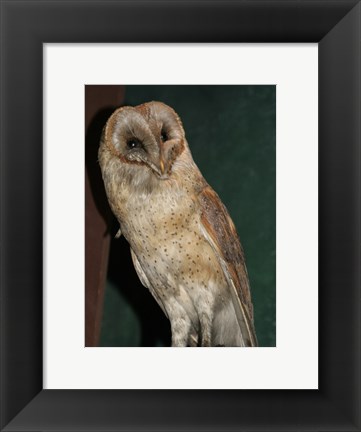 Framed Barn Owl Portrait Print