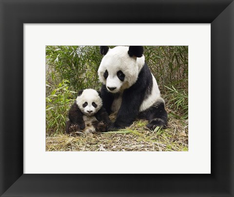 Framed Panda Mother and Cub Print