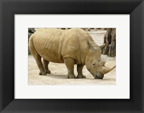 Framed African Rhinoceros Print