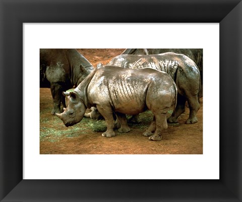 Framed Black Rhinoceros in Africa Print