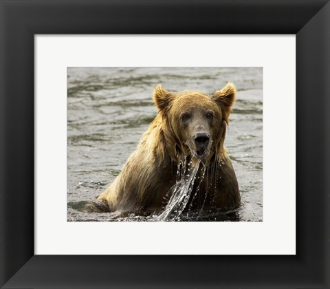 Framed Brown Bear Fishing Print