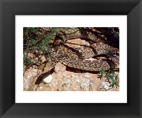 Framed Bull Snake in New Mexico Print