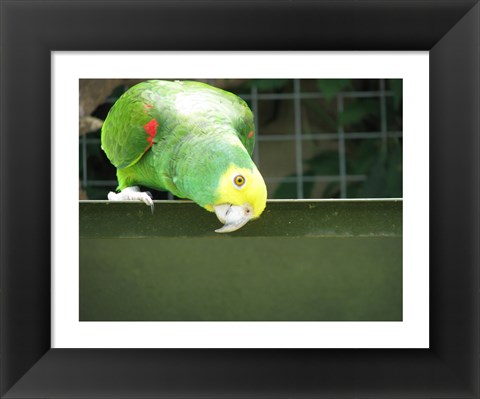 Framed Cheeky Parrot Print