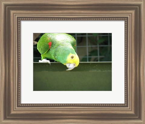 Framed Cheeky Parrot Print