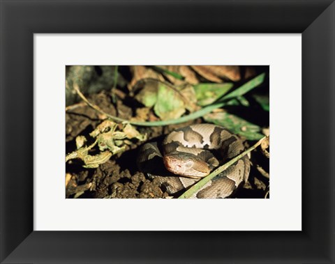 Framed Close Up of Coiled Copperhead Snake Print