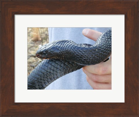 Framed Eastern Indigo Snake Print