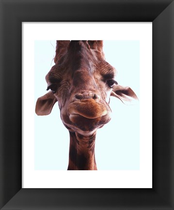 Framed Giraffe Face Print