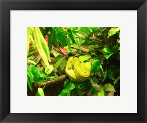 Framed Green Tree Python Snake Print