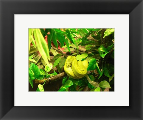 Framed Green Tree Python Snake Print