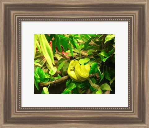 Framed Green Tree Python Snake Print