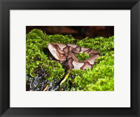 Framed Juvenile Copperhead Snake Print