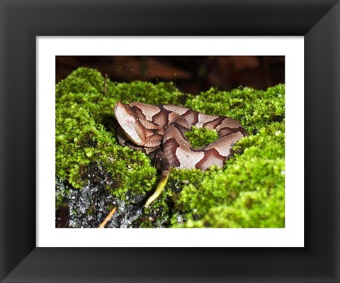 Framed Juvenile Copperhead Snake Print