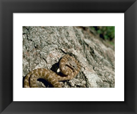 Framed Night Snake New Mexico Print