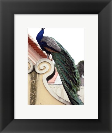 Framed Peacock Print