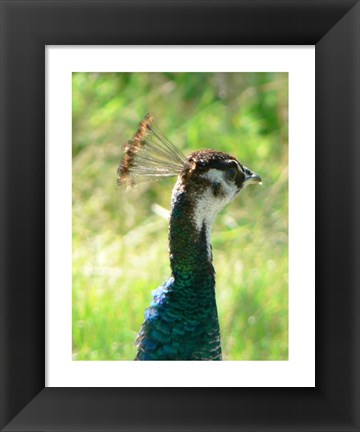 Framed Peacock Head Print