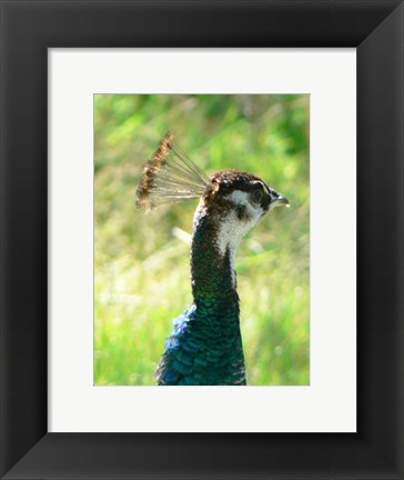 Framed Peacock Head Print