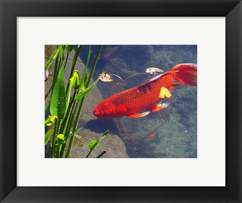 Framed Red Goldfish Print