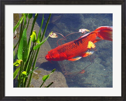 Framed Red Goldfish Print