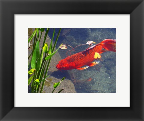 Framed Red Goldfish Print