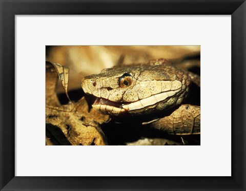 Framed Head of a Copperhead Snake Print