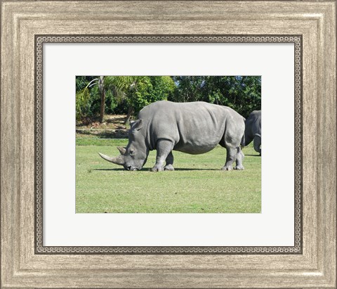 Framed Rhino Grazing Print