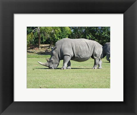 Framed Rhino Grazing Print