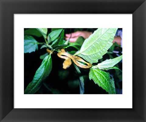 Framed Tree Snake Photograph Print