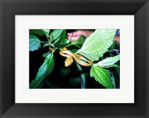 Framed Tree Snake Photograph Print