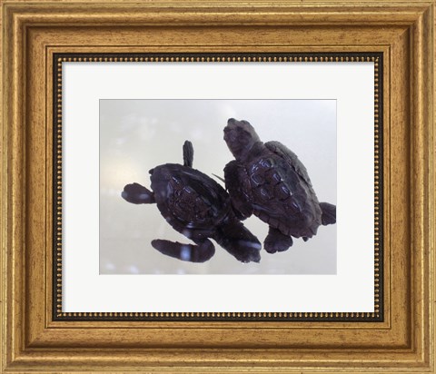 Framed Baby Sea Turtles Print