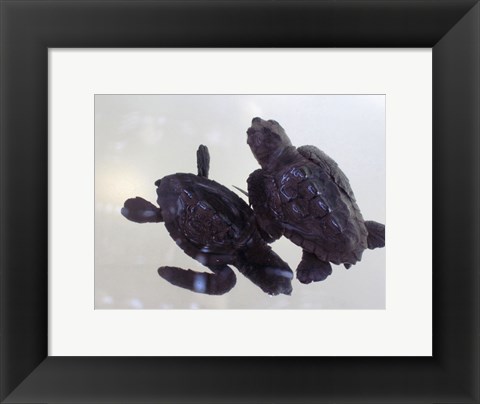 Framed Baby Sea Turtles Print