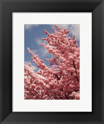 Framed Cherry Blossoms Print