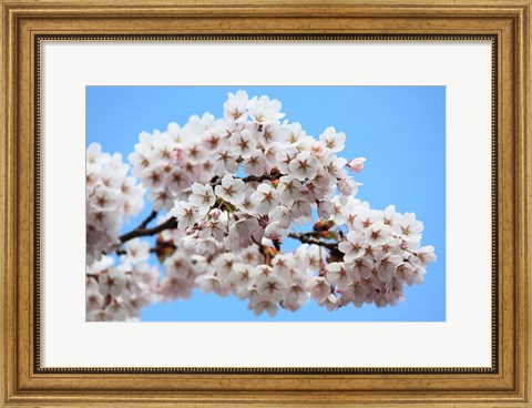 Framed Cherry Blossoms Print