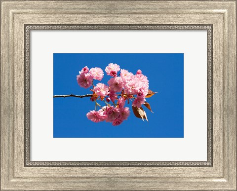 Framed Japanese Cherry Blossom Print