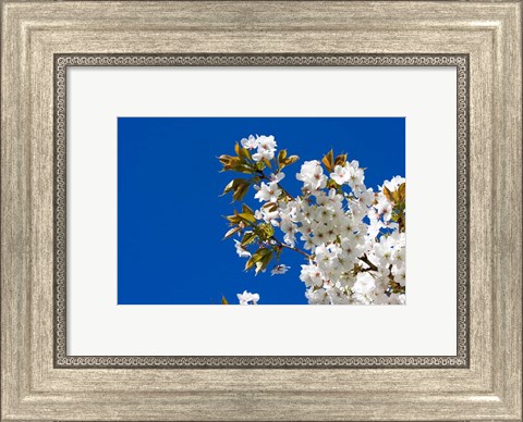 Framed Japanese Cherry Blossom Print