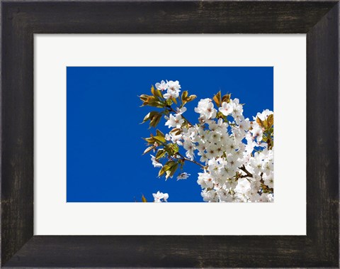 Framed Japanese Cherry Blossom Print