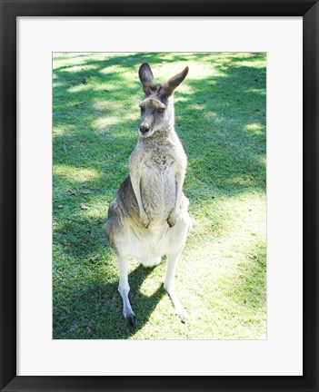 Framed Kangaroo In Field Print