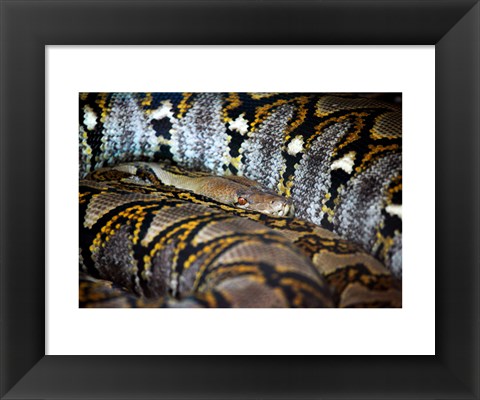 Framed Reticulated Python Print