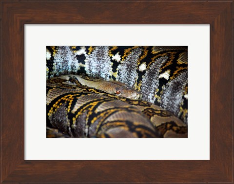 Framed Reticulated Python Print