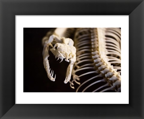 Framed Snake Skeleton Print