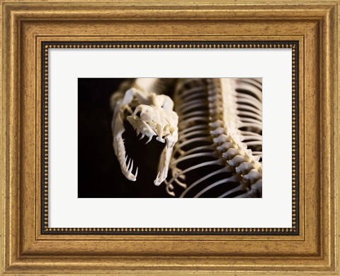 Framed Snake Skeleton Print