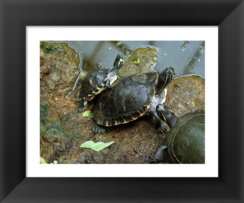 Framed Three Turtles Print