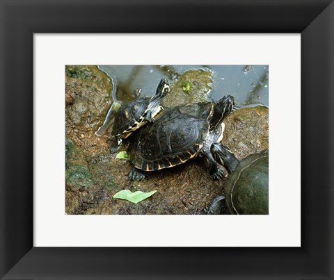 Framed Three Turtles Print