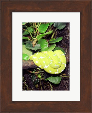 Framed Green Tree Python Print