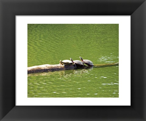 Framed Turtle Family Print