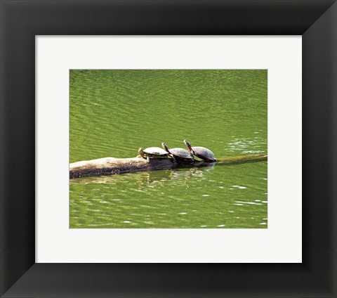 Framed Turtle Family Print