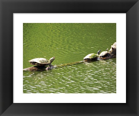 Framed Turtles Swimming Print