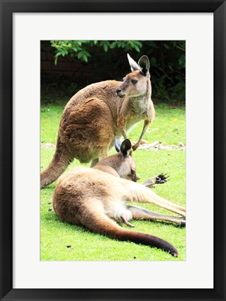 Framed Two Kangaroos Print